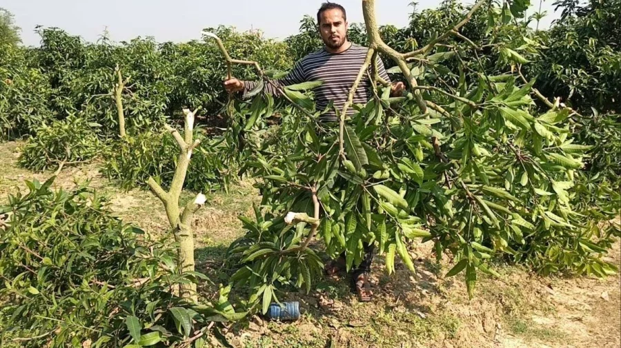 চাঁদা না পেয়ে ৩৫০ আমগাছ কেটে ধ্বংস